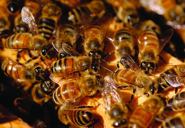 Article Buzz About Honeybees