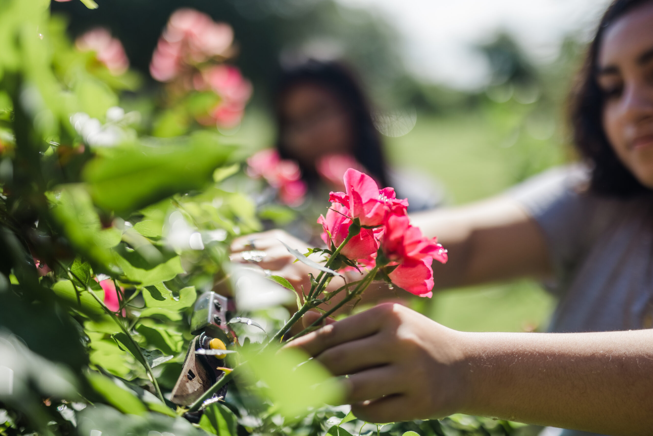 Student Activity Sheet – Appendix 2 – Arts and Culture in Agriculture
