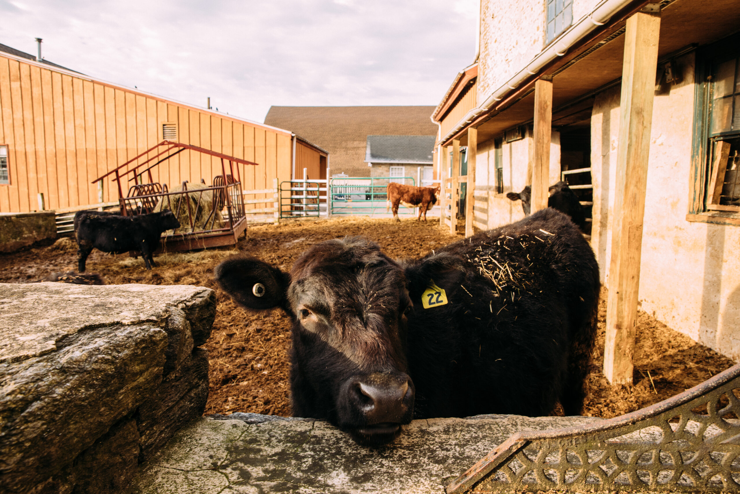 The Dairy Farm