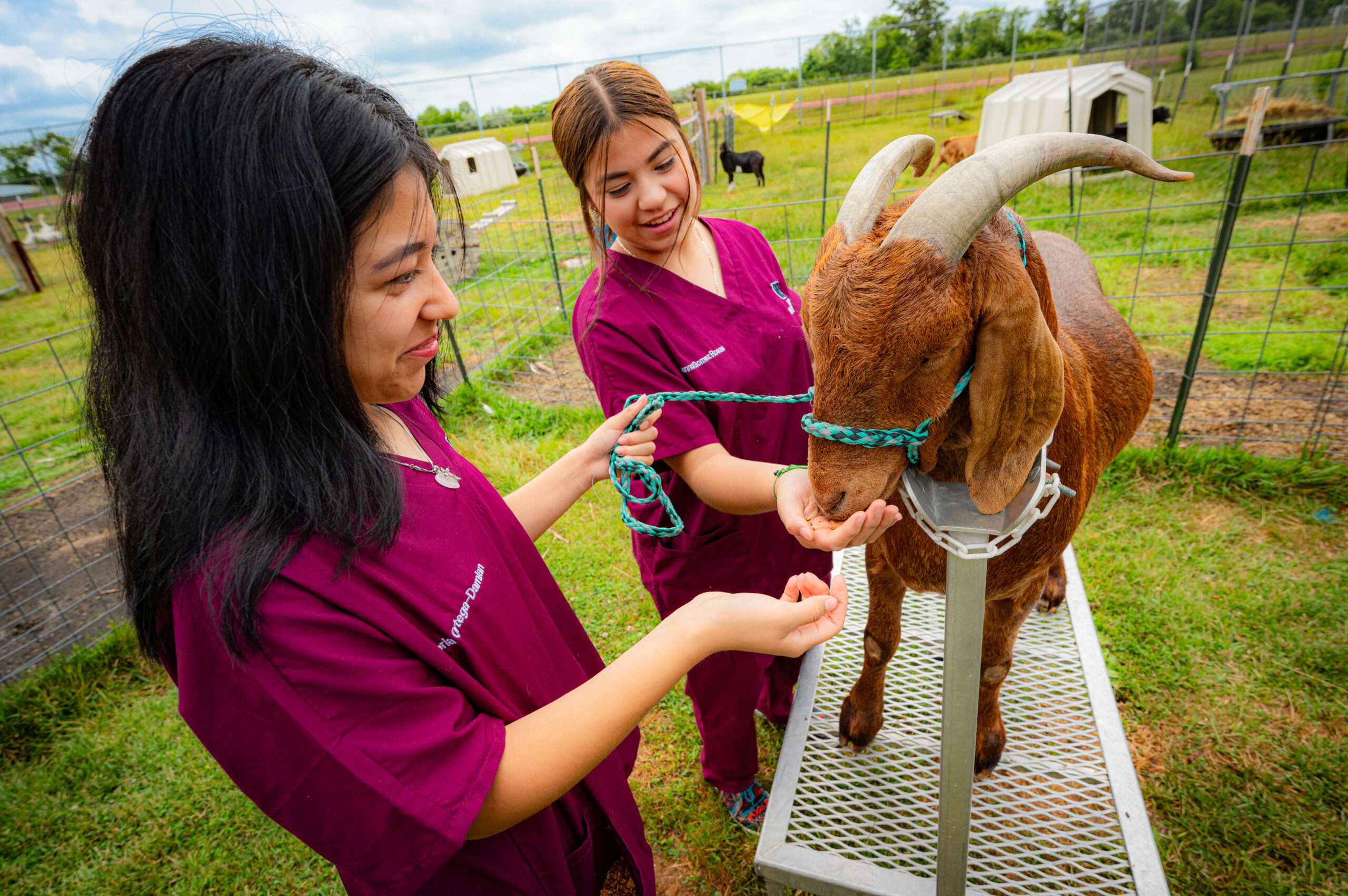 Appendix 1- Avenues in Animal Science