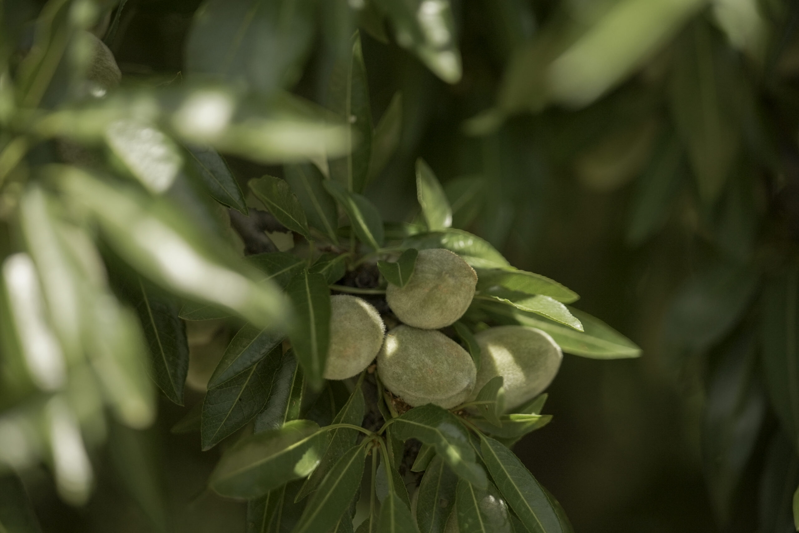 Article 5 – What’s Up With Almond Girl Jenny