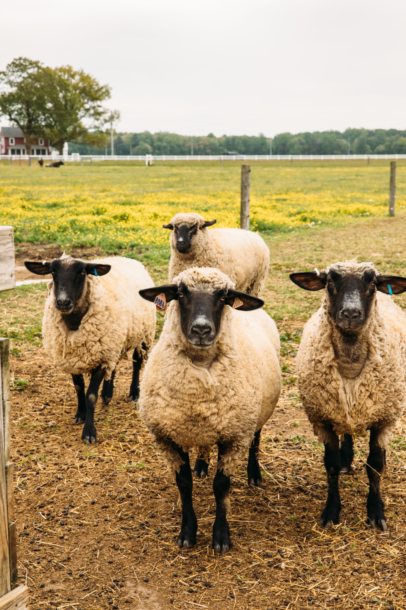 U.S. Army Careers Working with Animals Workshop Reflection Guide