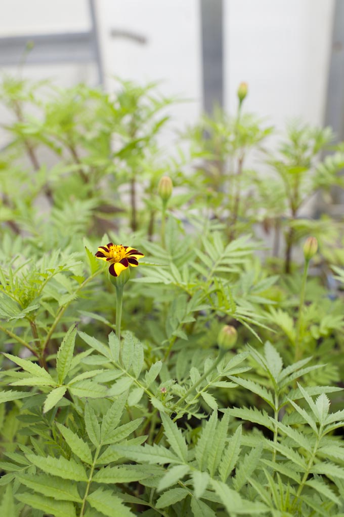 Appendix 3_Plants are amazing