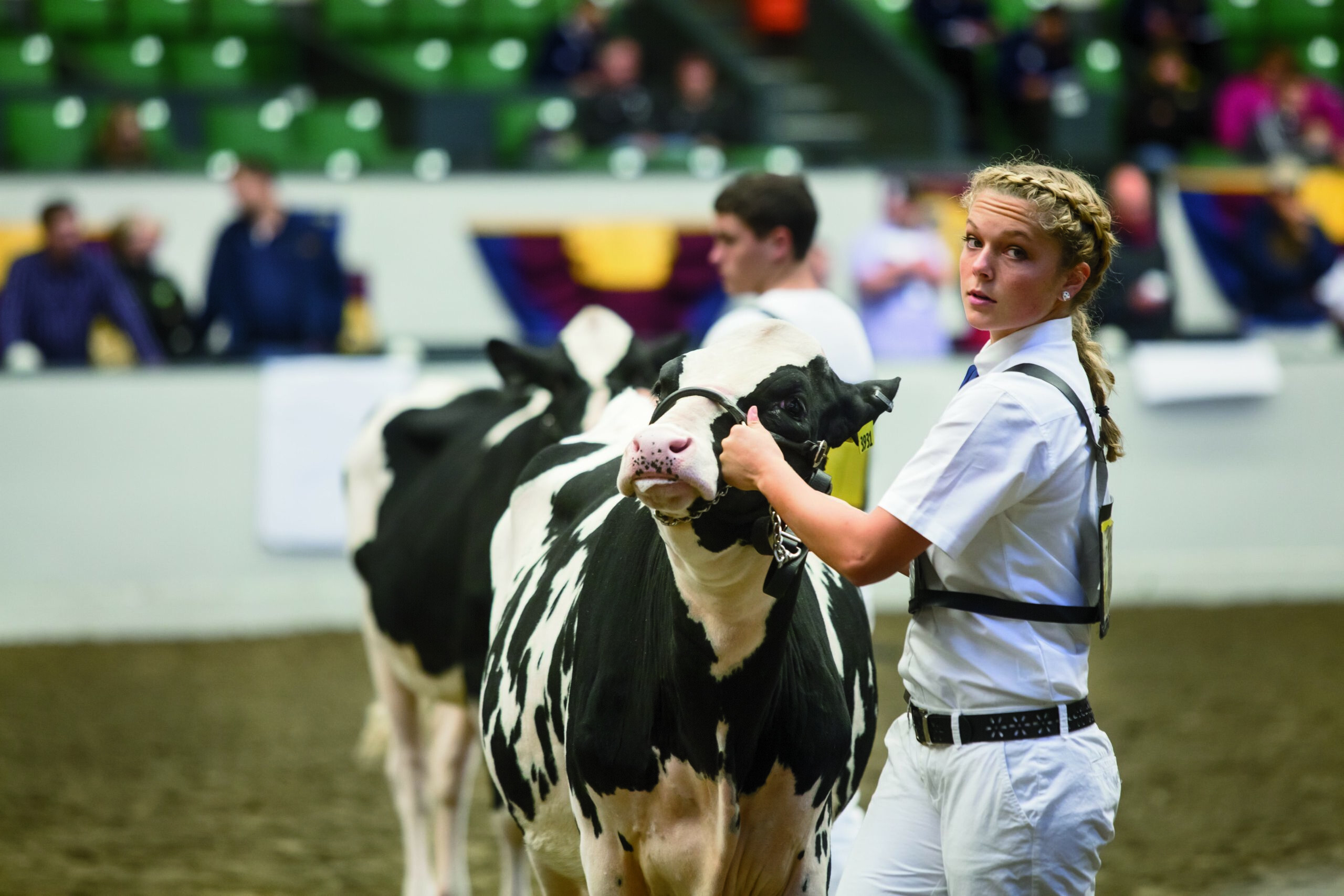Article 8_ Devoted to Dairy Strong