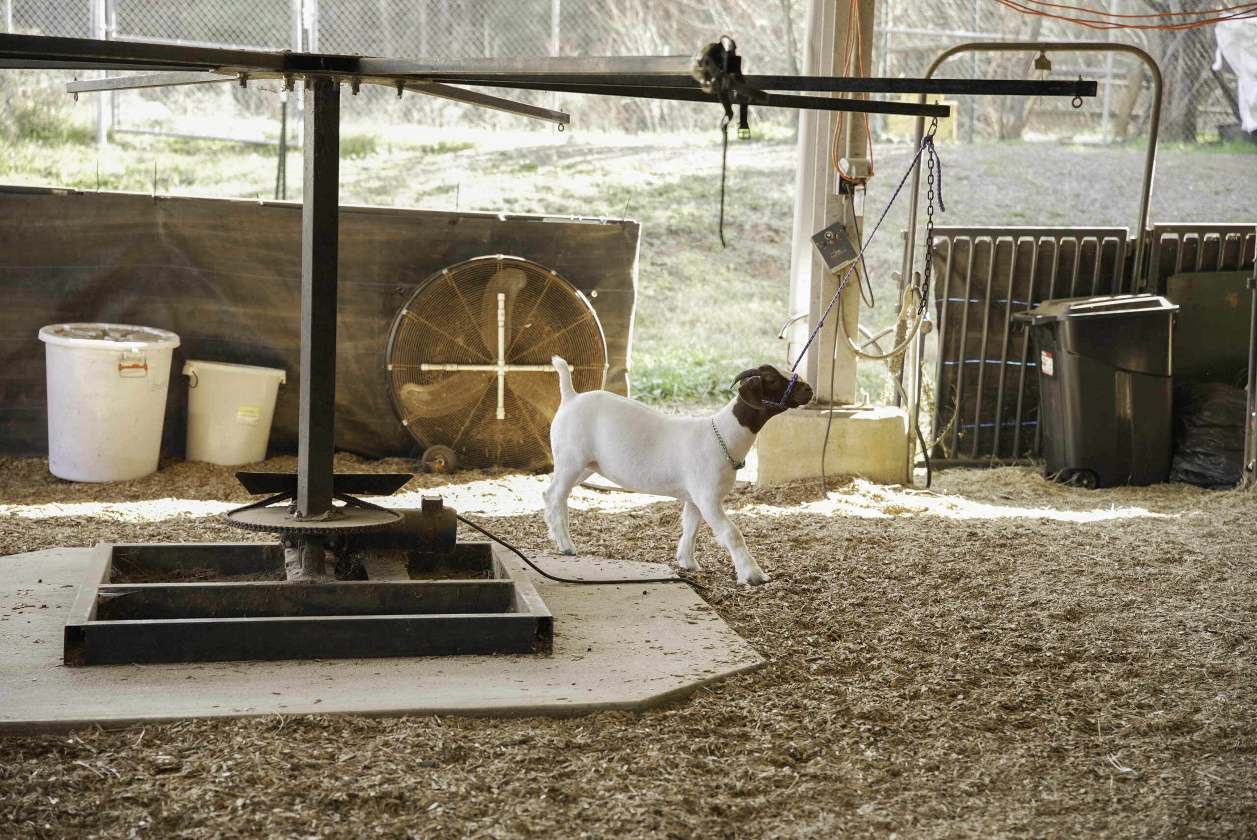 Article_ An Equine Education